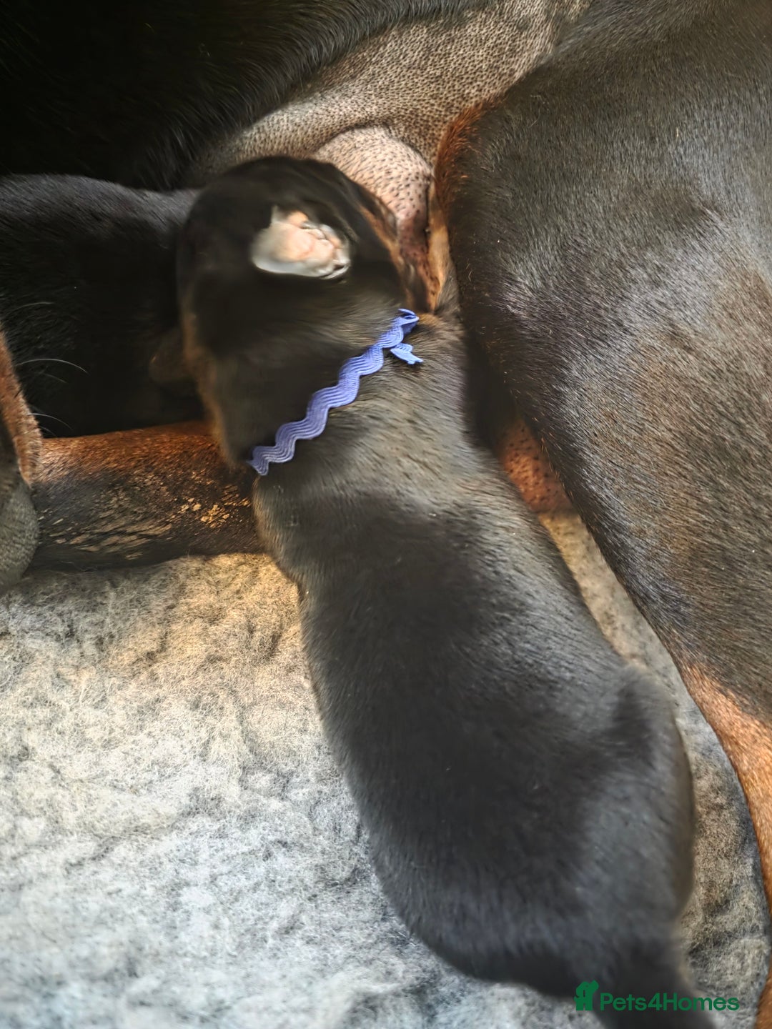 Dobermann dogs for sale: Doberman puppies  - Advert 8