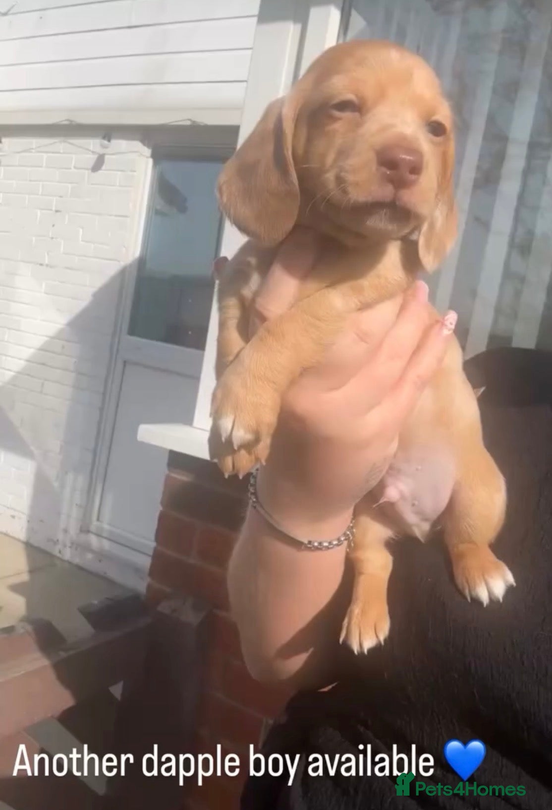 Dachshund dogs 1 gorgeous boy still left - Advert 13