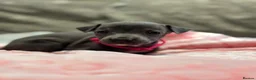 Italian Greyhound dogs for sale: 🏡 KC Italian greyhound puppies for sale 🏡 - Advert 10