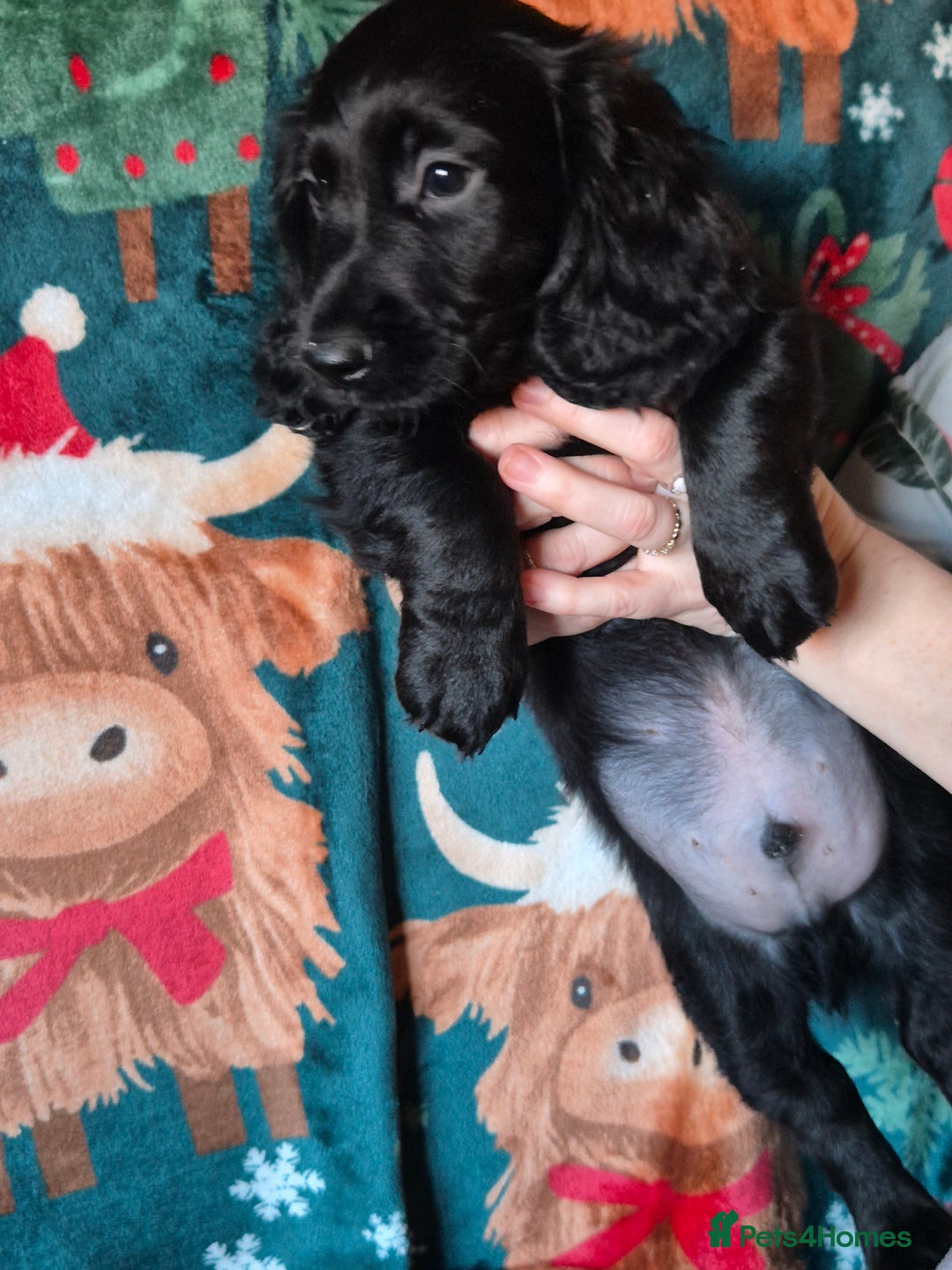 Mixed Breed dogs for sale: Dashalier puppies  - Advert 5