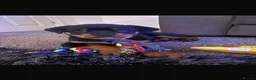 Rottweiler dogs for sale: 12 week male Rottweiler puppy - Advert 12
