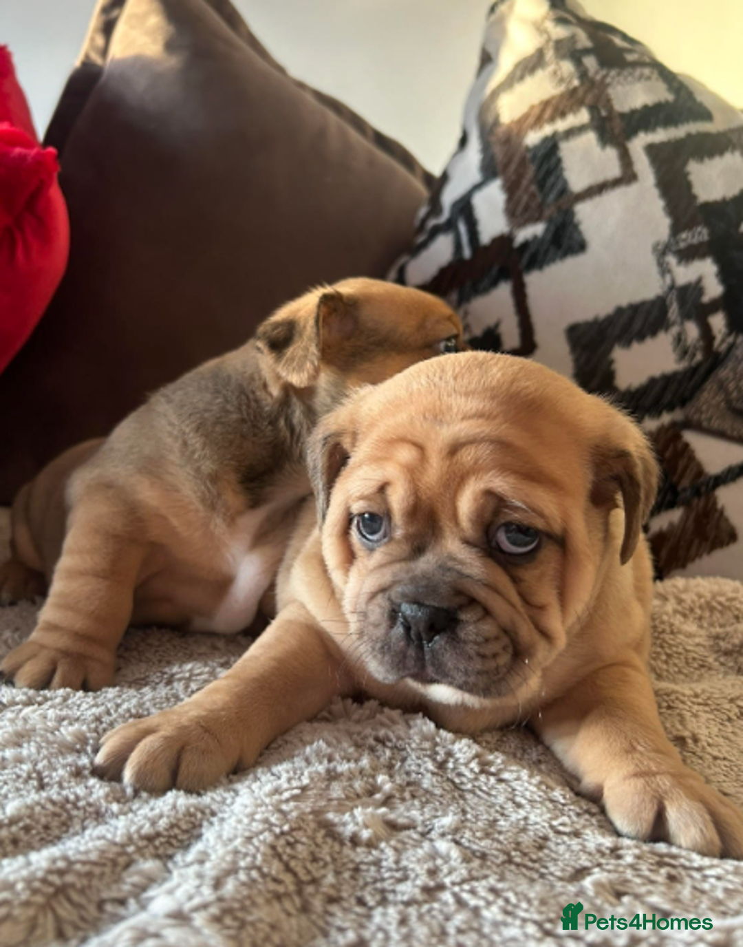 Olde English Bulldogge dogs for sale: Chocolate & Tan Olde English Bulldog Puppies  - Advert 5