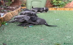 Cane Corso dogs for sale: Cane corso puppies  - Image 8