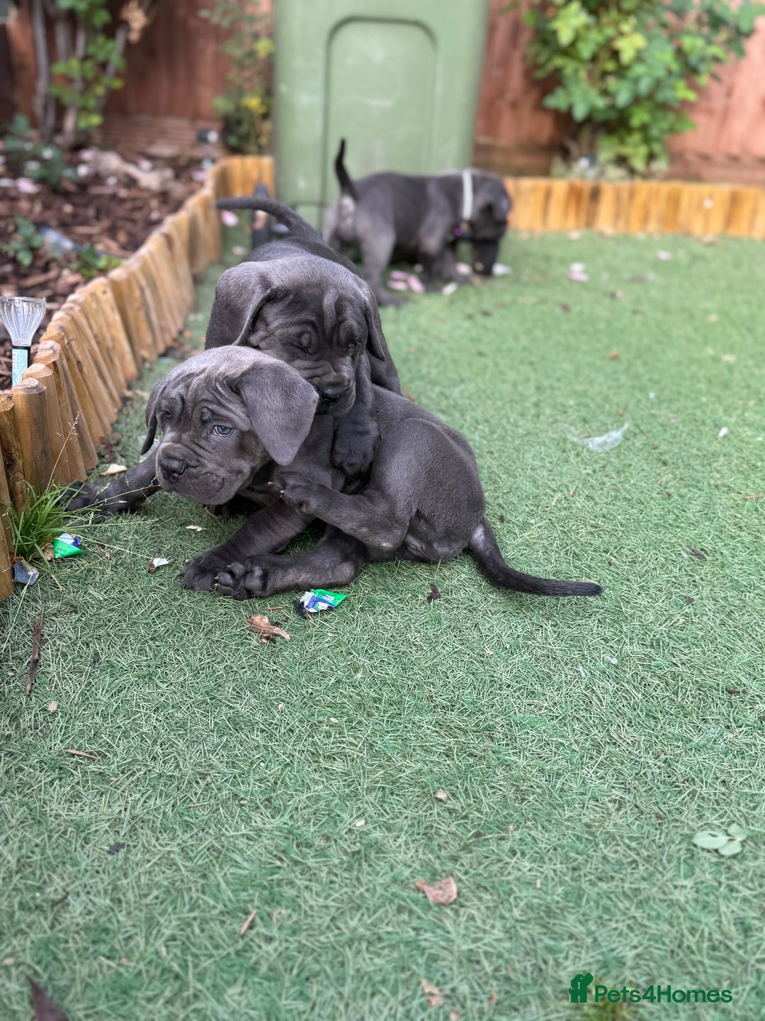 Cane Corso dogs for sale: Cane corso puppies  - Image 8