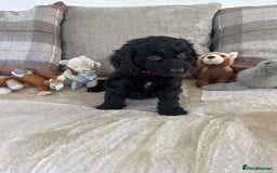 Cockapoo dogs for sale: Gorgeous F1 cockapoo puppies  - Image 5