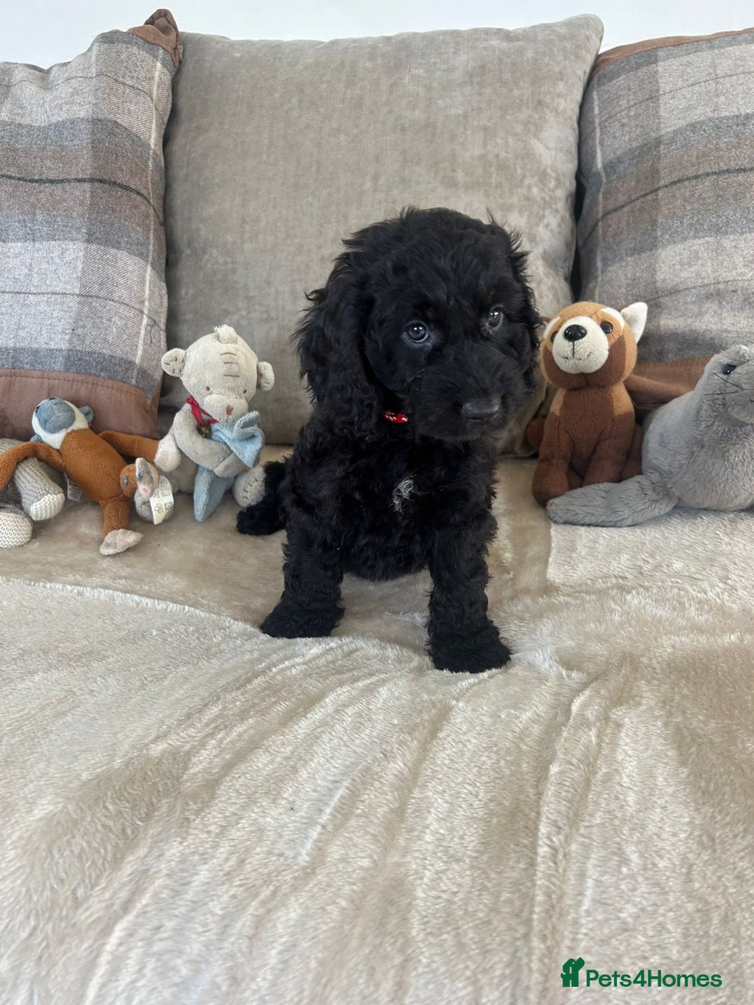 Cockapoo dogs for sale: Gorgeous F1 cockapoo puppies  - Image 5