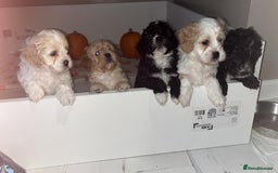 Mixed Breed dogs for sale: My beautiful Cavapoo Angie has given birth! 🐶🥰 - Image 1