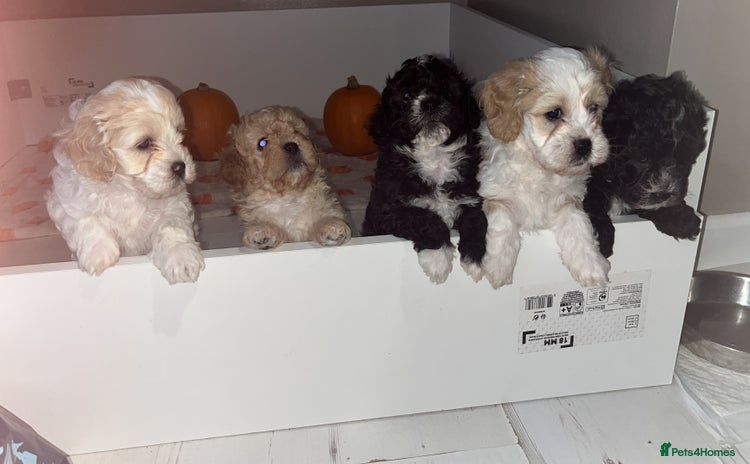 Mixed Breed dogs - Advert 1