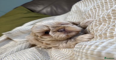 Shih Tzu dogs - Advert 1