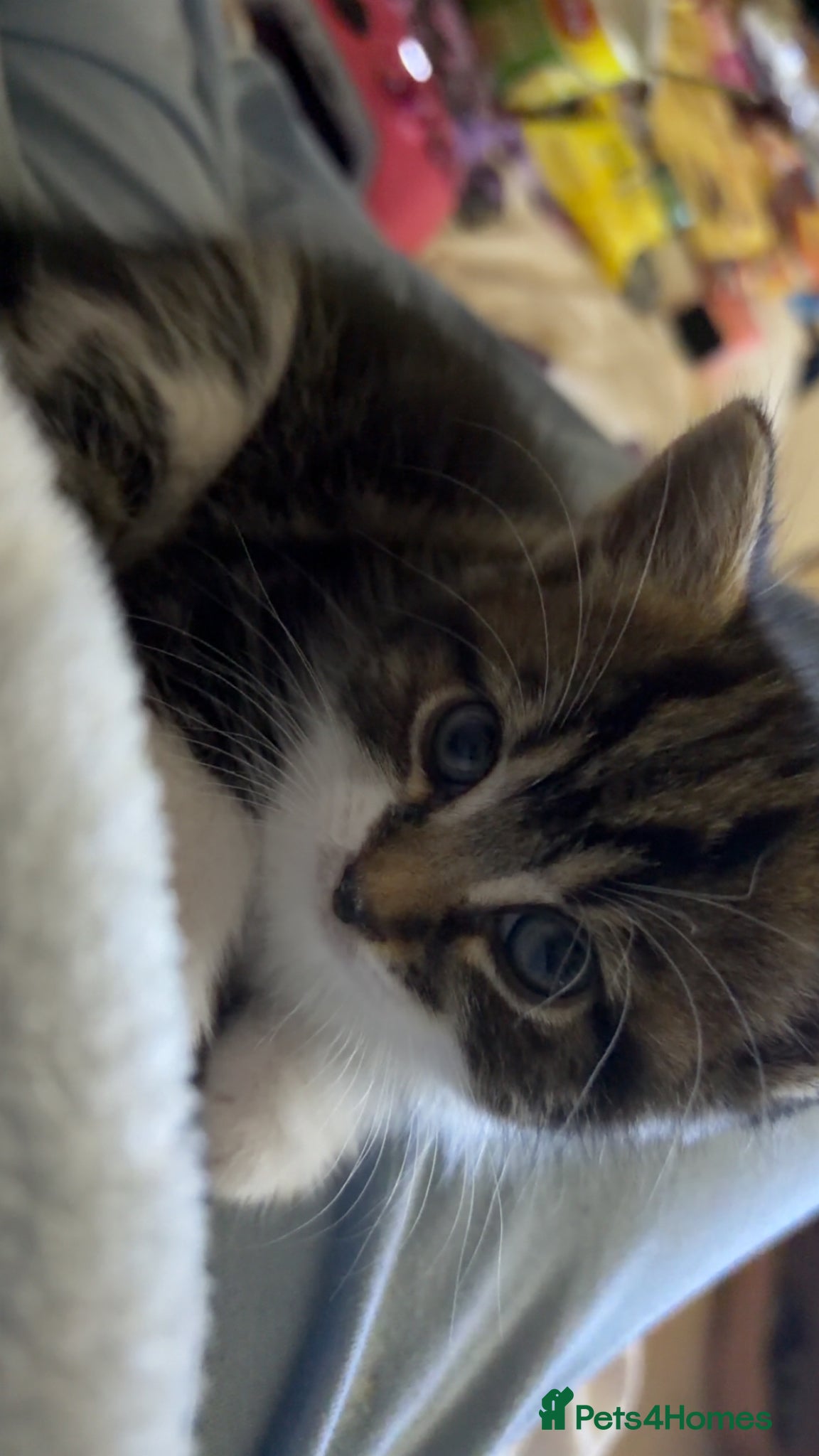 Mixed Breed cats for sale: 5 friendly playful mixed tabby kittens - Advert 14