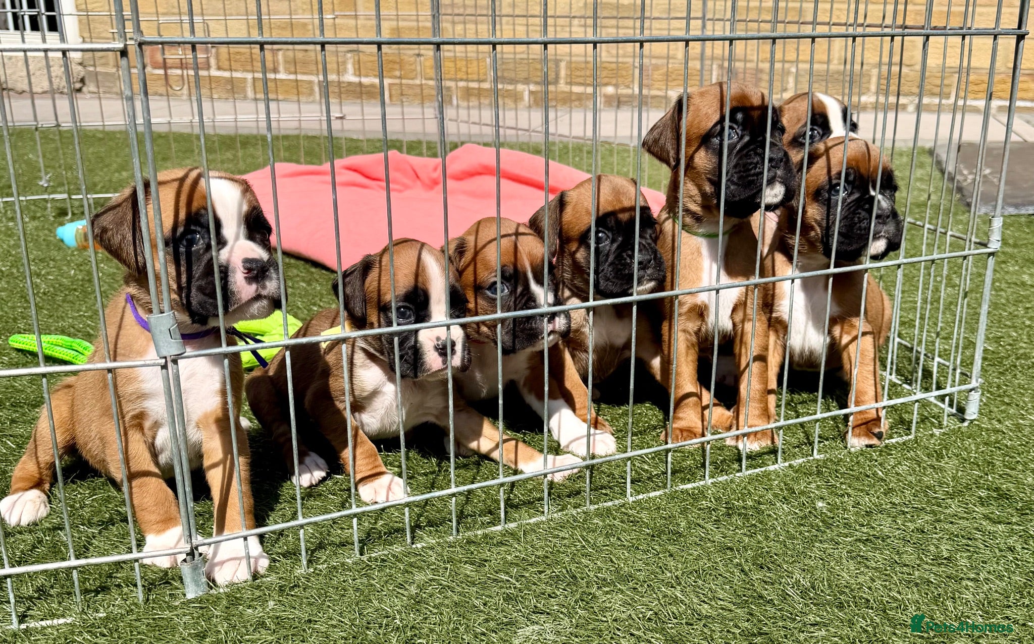 Boxer dogs Kc Reg Bobtail & tailed boxers  - Advert 5