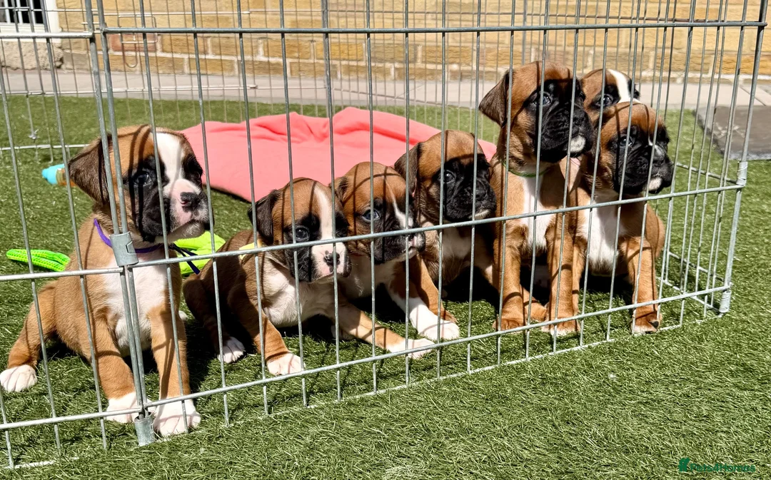 Boxer dogs for sale: Kc Reg Bobtail & tailed boxers  - Advert 1
