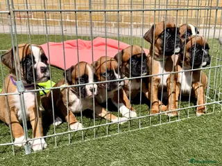 Boxer dogs Kc Reg Bobtail & tailed boxers - Advert 12