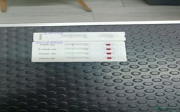 Mixed Breed dogs for adoption: 🌸MEET BIANCA - A Gentle Girl for a Loving Home - Advert 20