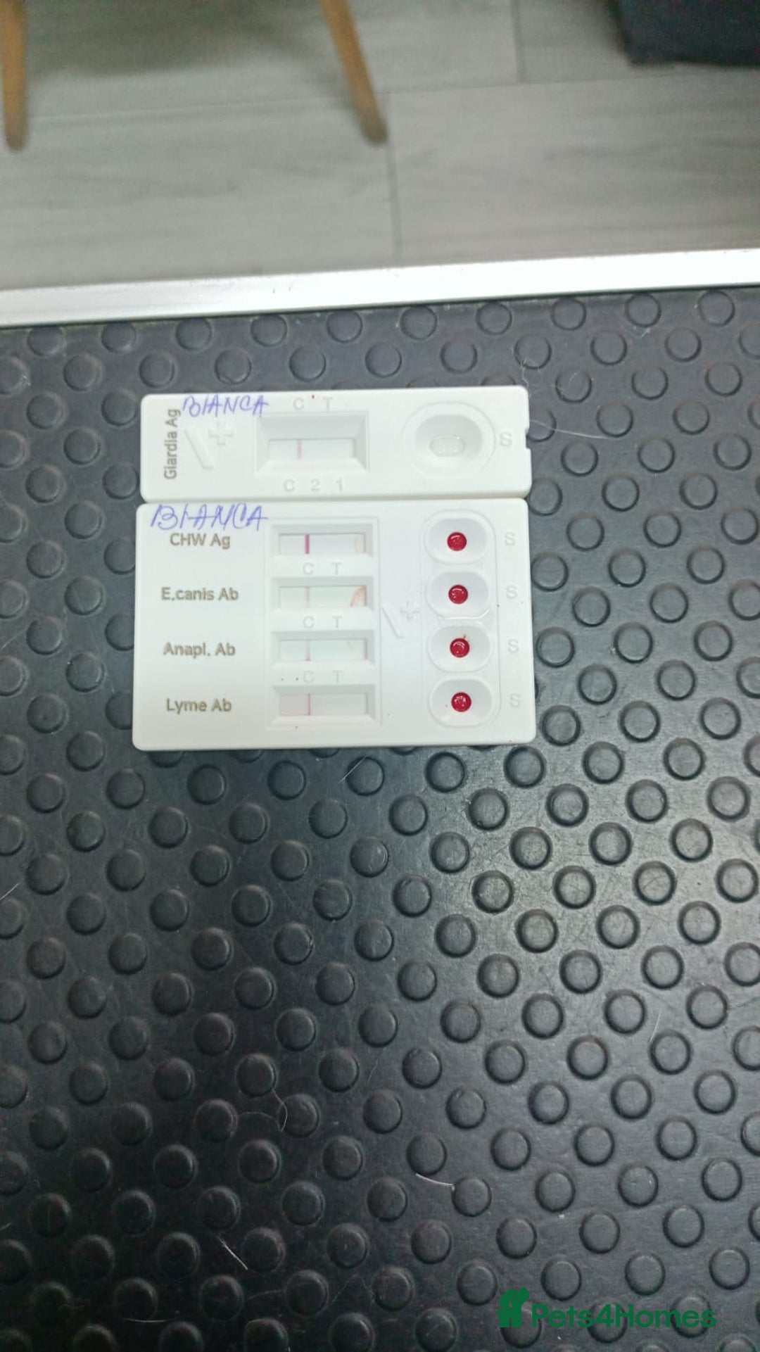 Mixed Breed dogs for adoption: 🌸MEET BIANCA - A Gentle Girl for a Loving Home - Advert 20