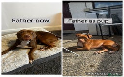 Mixed Breed dogs for sale: Staffy mix pups  - Image 25