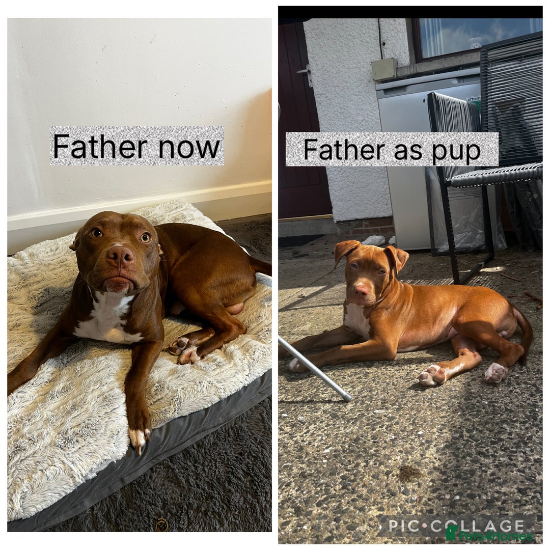 Mixed Breed dogs for sale: Staffy mix pups  - Image 25