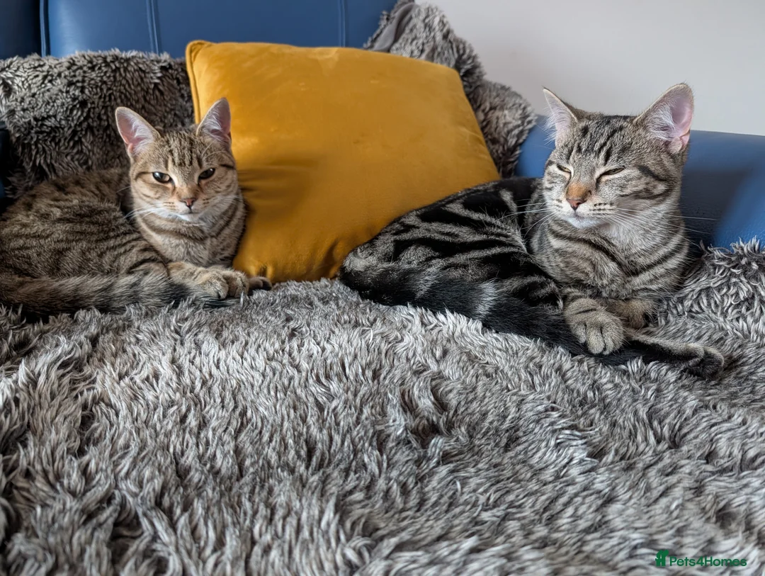 Mixed Breed cats for sale: Two kittens sisters, mixed breed. Selling together - Advert 15