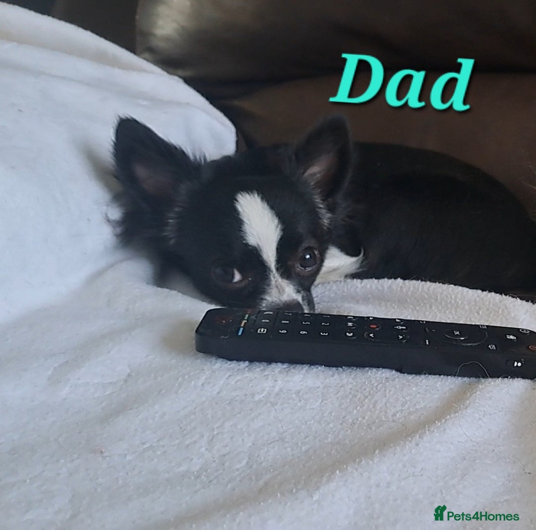 Chihuahua dogs for sale: Long Coat Chihuahua puppies - Image 29