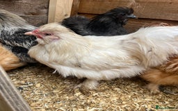 Chickens poultry for sale: 3 silkie cockerels  - Image 2