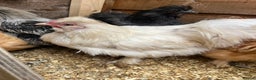 Chickens poultry for sale: 3 silkie cockerels  - Advert 2