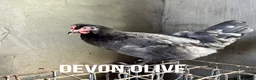 Chickens poultry for sale: Chicken hens poultry laying hens hybrid - Advert 5