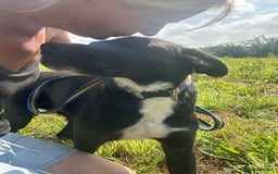 Mixed Breed dogs for adoption: Vito - Norwich Norfolk  - Image 13