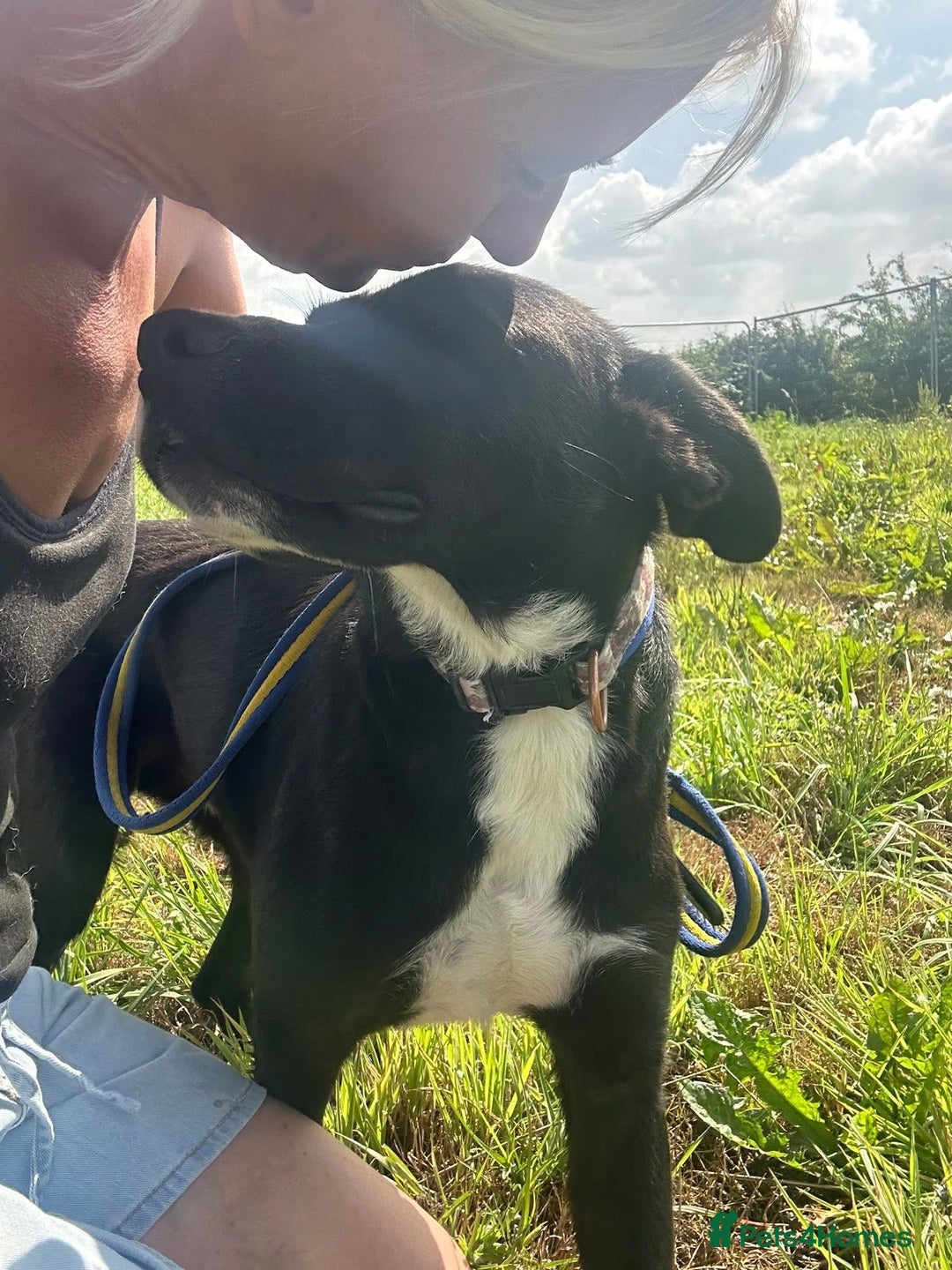 Mixed Breed dogs for adoption: Vito - Norwich Norfolk  - Image 13