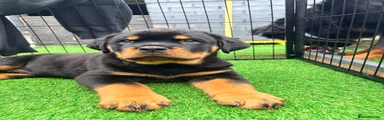 Rottweiler 1