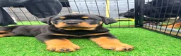 Rottweiler dogs for sale: 2 amazing KC registered rottweiler puppies left - Advert 13