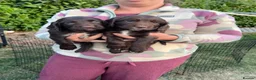 Cocker Spaniel dogs for sale: Ready to Leave, KC Working Cocker spaniels - Advert 8