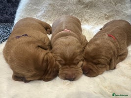 Labrador Retriever dogs - Advert 5