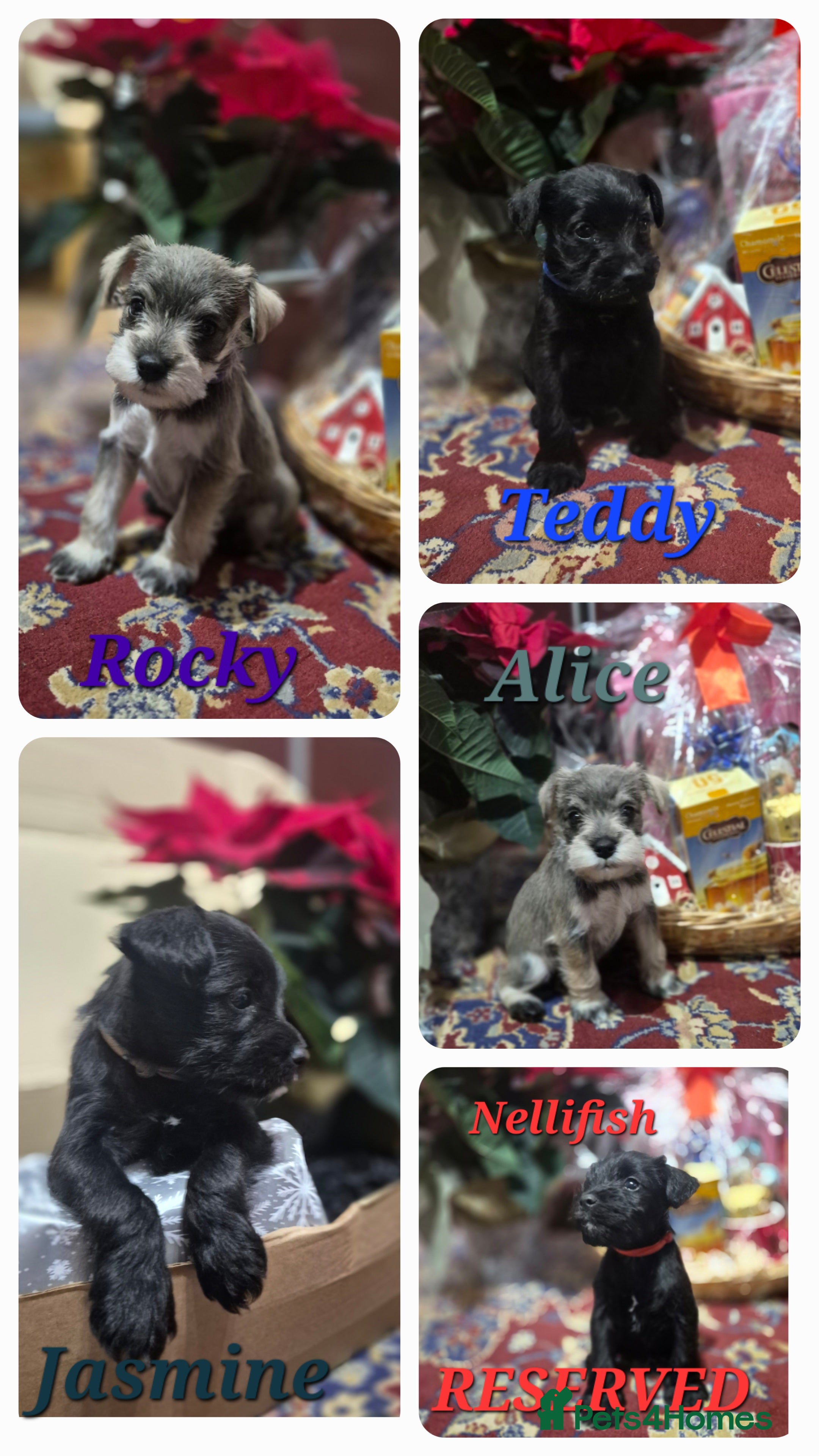 Miniature Schnauzer dogs 🩷🩷🩷🩵🩵Miniature schnauzers 1st Vac✓BVA✓KC reg✓ - Advert 14