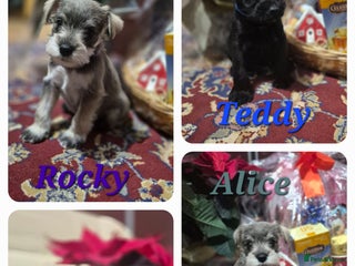Miniature Schnauzer dogs 🩷🩷🩷🩵🩵Miniature schnauzers 1st Vac✓BVA✓KC reg✓ - Advert 12