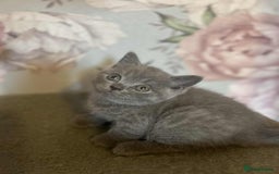 British Longhair cats for sale: British blue kittens  - Image 9
