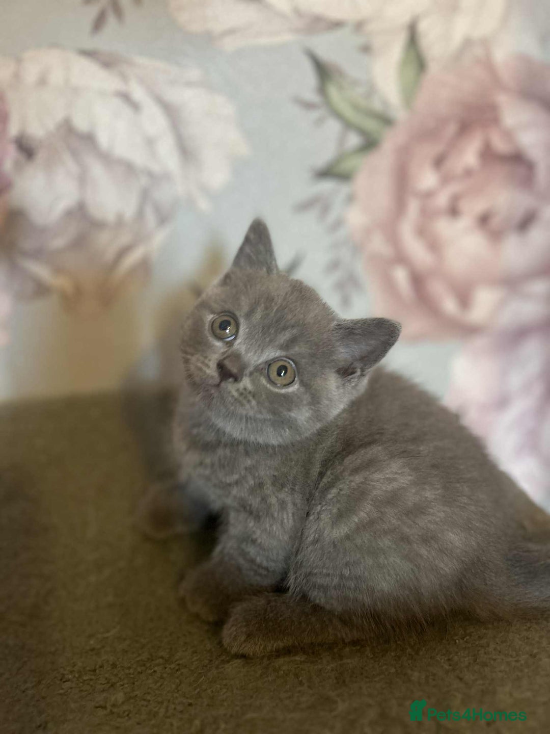 British Longhair cats for sale: British blue kittens  - Image 9