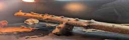 Bearded Dragon reptiles for sale: Baby bearded dragons - Advert 28