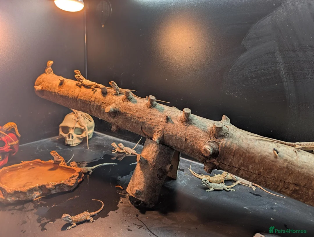 Bearded Dragon reptiles for sale: Baby bearded dragons - Advert 28