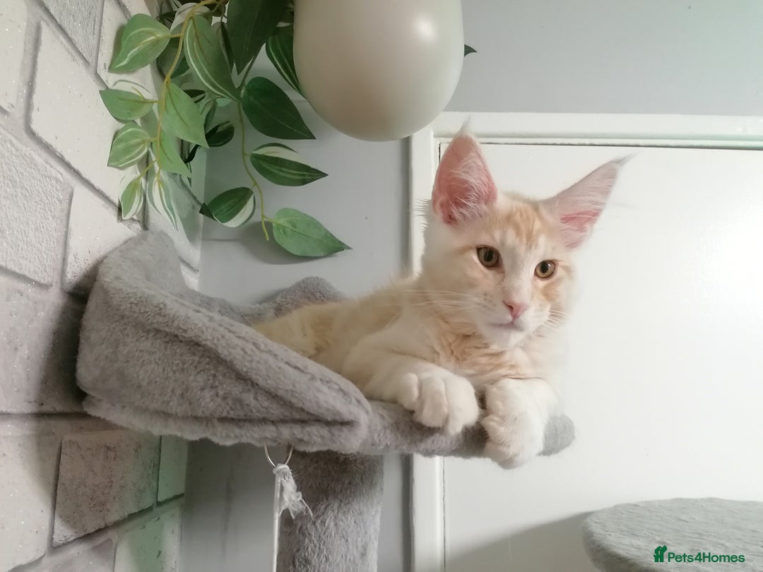 Maine Coon cats for sale: 3 beautiful full pedigree maincoon kittens  - Image 3