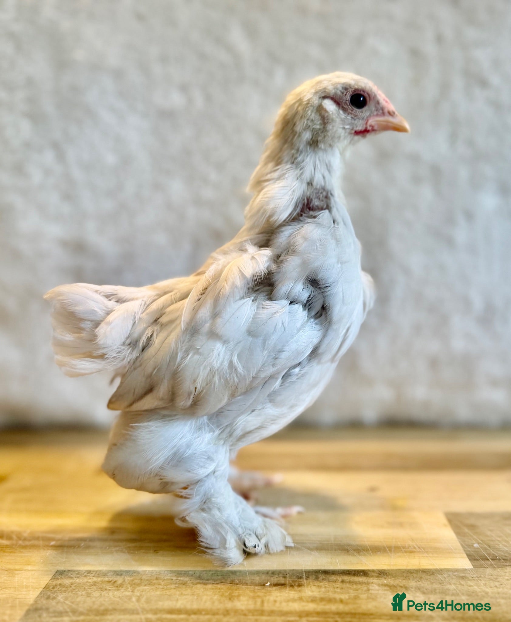 Chickens poultry Free Pekin bantam cockerels  - Advert 2