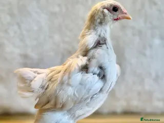 Chickens poultry Free Pekin bantam cockerels - Advert 2