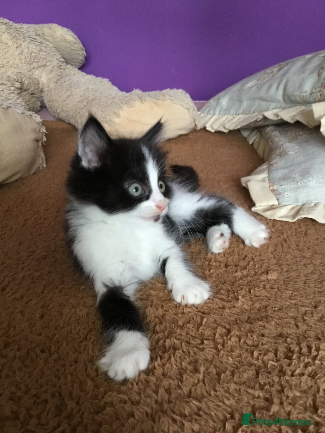 Mixed Breed cats for sale: Kittens for sale!!! - Image 9