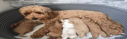 Cockapoo dogs for sale: 2 Gorgeous girls and 1 Handsome boy  in Sheffield - Advert 12