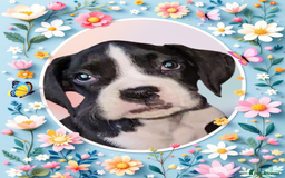 Boxer dogs for sale: READY NOW Kc reg sealed brindle fully vac  - Image 16