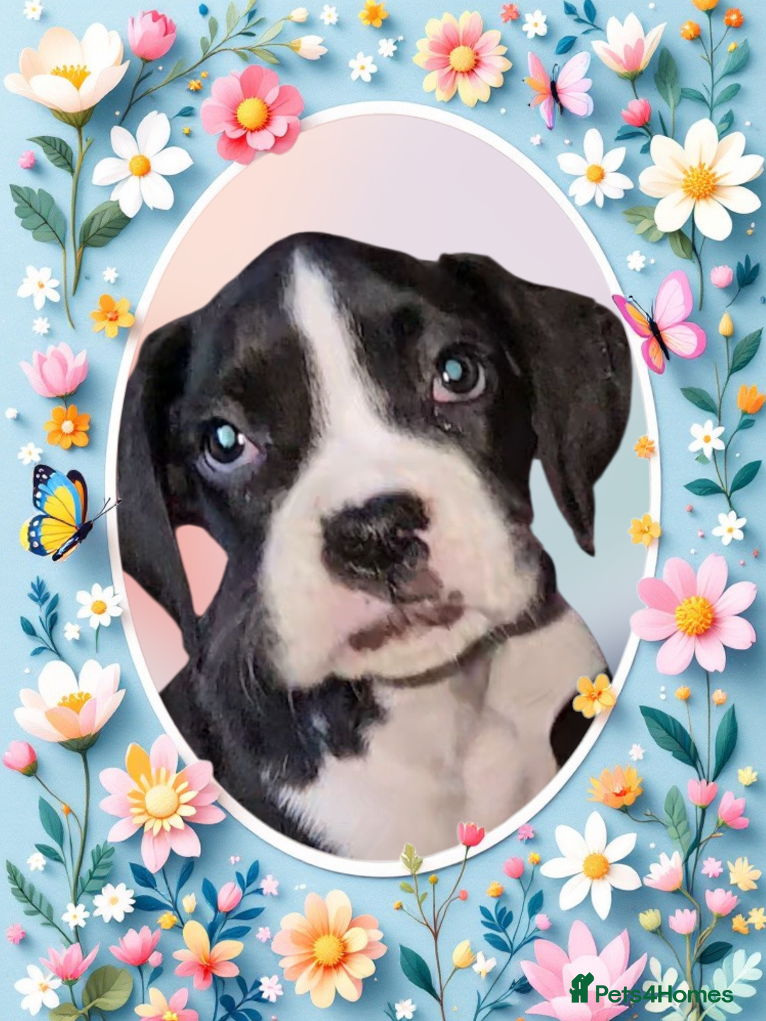 Boxer dogs for sale: READY NOW Kc reg sealed brindle fully vac  - Image 16