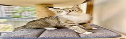 Mixed Breed cats for adoption: Special Female Cat for Indoor Only Adoption - Advert 4