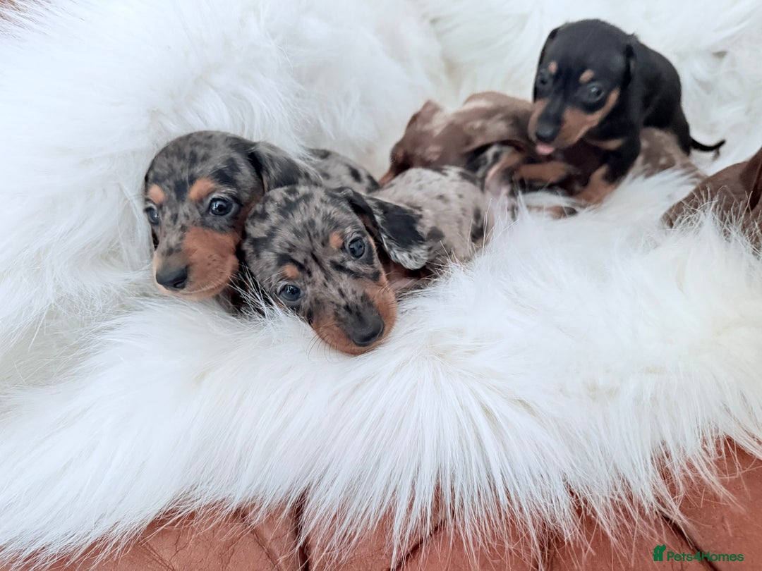 Miniature Dachshund dogs for sale: Stunning litter of Dapples 5 ⭐ Licensed Breeder - Image 15