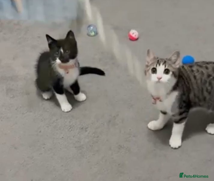 Mixed Breed cats A pair of bonded rescue kittens need home to share - Advert 8