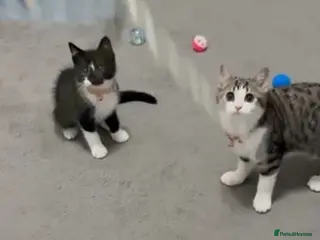 Mixed Breed cats A pair of bonded rescue kittens need home to share - Advert 8