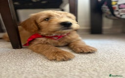 Mixed Breed dogs for sale: GoldenDoodles puppies  - Image 7